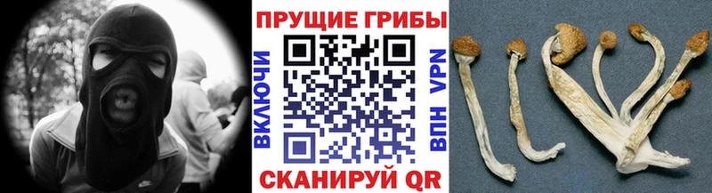 Псилоцибиновые грибы Psilocybine cubensis  Кочубеевское 